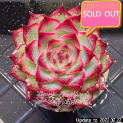 Real & Unique | Echeveria unnamed hybrid variety (Soilless cultivation)