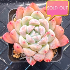 Real & Unique | Echeveria unnamed hybrid variety