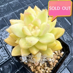 Real & Unique | Sedum 'Golden Glow' variegata