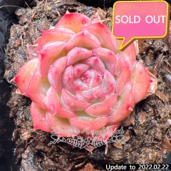 Real & Unique | Echeveria unnamed hybrid variety