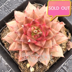 Real & Unique | Echeveria unnamed hybrid variety