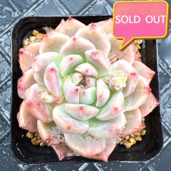 Real & Unique | Echeveria 'Peach Dream'/ 'Tao Meng'