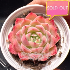 Real & Unique | Echeveria elegans sp