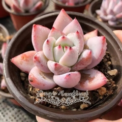 Live succulent plant | Echeveria 'Polar bear'