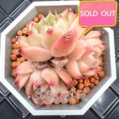 Real & Unique | Echeveria elegans × Echeveria agavoides (Wheat-straw)