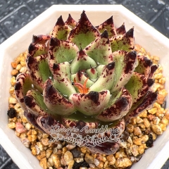 Live succulent plant | Echeveria 'dark night'