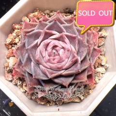 Real & Unique | Echeveria elegans 'hyaliana'/'hyalina'