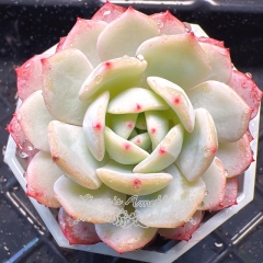 Live succulent plant | Echeveria 'silent snow'