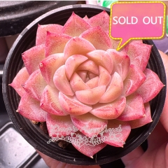 Real & Unique | Echeveria elegans × Echeveria agavoides (Wheat-straw/Queen)