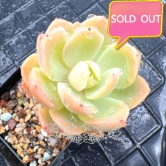 Real & Unique | Echeveria 'Silk Veil'