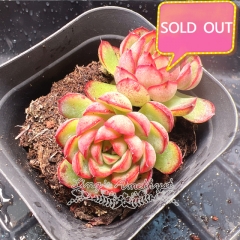 Real & Unique | Echeveria 'Fantasy rose'/ 'Dream rose'