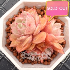 Real & Unique | Echeveria cv. Onslow