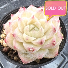 Real & Unique | Echeveria elegans × Echeveria agavoides (Wheat-straw/Queen)