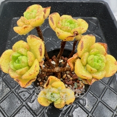 Real & Unique | Aeonium LilyPad