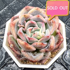 Real & Unique | Echeveria 'Dream Shadow'