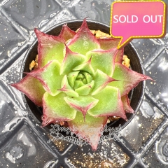 Real & Unique | Echeveria unnamed hybrid variety