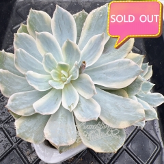 Real & Unique | Echeveria peacockii variegata