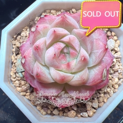 Real & Unique | Echeveria elegans sp (Queen of Peach Blossoms)