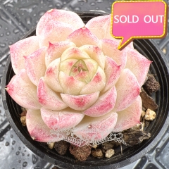 Real & Unique | Echeveria elegans × Echeveria agavoides (Wheat-straw/Queen)