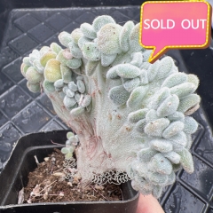 Real & Unique | Echeveria pulvinata 'Frosty' cristata