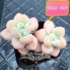 Real & Unique | xGraptosedum 'River Goddess'/'Luo Shen'