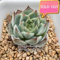 Real & Unique | Echeveria elegans × Echeveria agavoides (Queen)