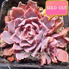 Real & Unique | Echeveria shaviana 'Pink Frills'