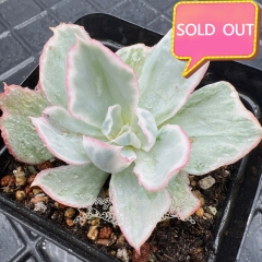 Real & Unique | Echeveria 'Berkeley Light'