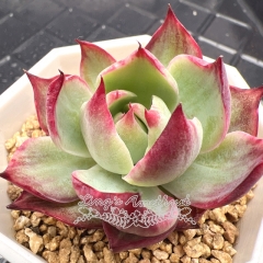 Live succulent plant | Echeveria Casio Variegata