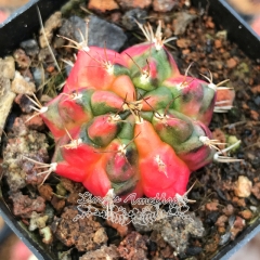 Live succulent plant | Gymnocalycium mihanovichii var. friedrichii Werderm.