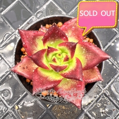 Real & Unique | Echeveria 'Red sandalwood'