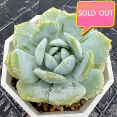 Real & Unique | Echeveria 'silent snow'