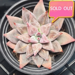 Real & Unique | Echeveria tolimanensis sp