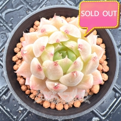 Real & Unique | Echeveria elegans × Echeveria agavoides (Wheat-straw/Queen)