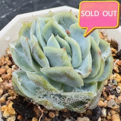 Real & Unique | Echeveria 'Mexican rose'/'Xi Na'