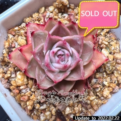 Real & Unique | Echeveria unnamed hybrid variety