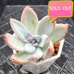 Real & Unique | xPachyveria 'Powder Puff'