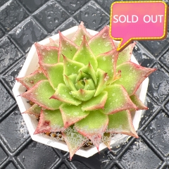 Real & Unique | Echeveria 'Princess Rolan'