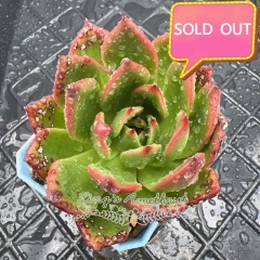 Real & Unique | Echeveria 'Red Mocha'