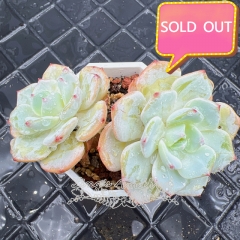 Real & Unique | Echeveria 'Mont Blanc'