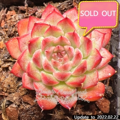 Real & Unique | Echeveria unnamed hybrid variety