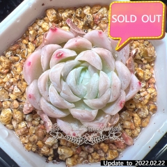 Real & Unique | Echeveria unnamed hybrid variety