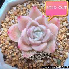 Real & Unique | Echeveria elegans × Echeveria agavoides (Wheat-straw/Queen)