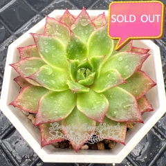 Real & Unique | Echeveria 'Princess Rolan'