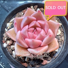 Real & Unique | Echeveria agavoides sp