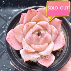 Real & Unique | Echeveria elegans sp