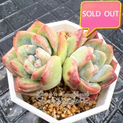 Real & Unique | Eecheveria Sensation / 'Amabelli'/ 'Strawberry Puffs'