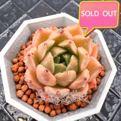 Real & Unique | Echeveria elegans × Echeveria agavoides (Wheat-straw/Queen)