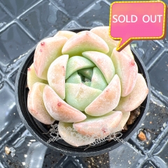 Real & Unique | Echeveria 'Sea dream'