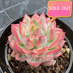 Real & Unique | Echeveria 'Mebina' variegata